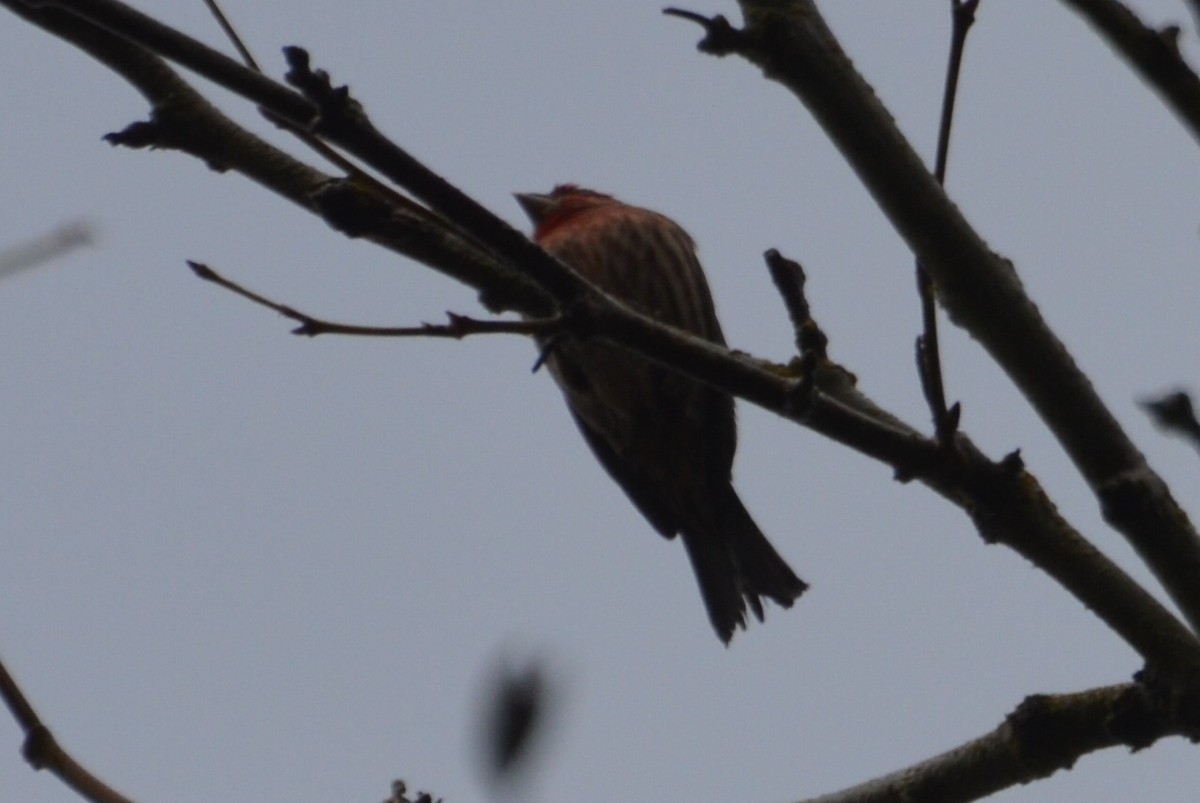 House Finch - Kerry Serl