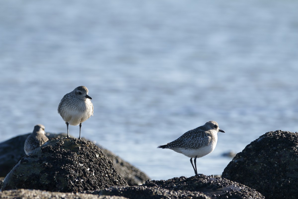 Black-bellied Plover - ML515238741
