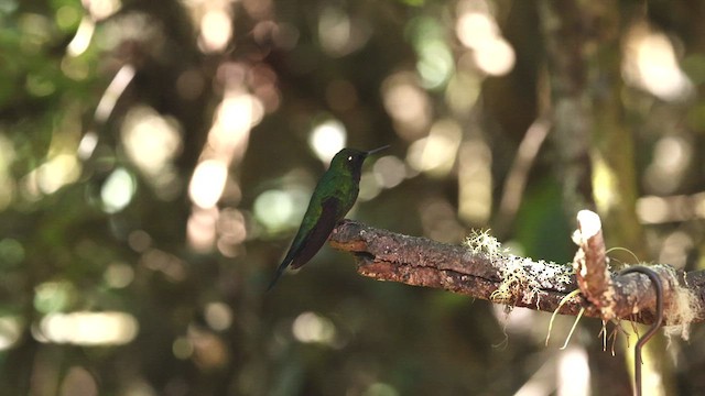 kolibřík tikavý - ML515239781