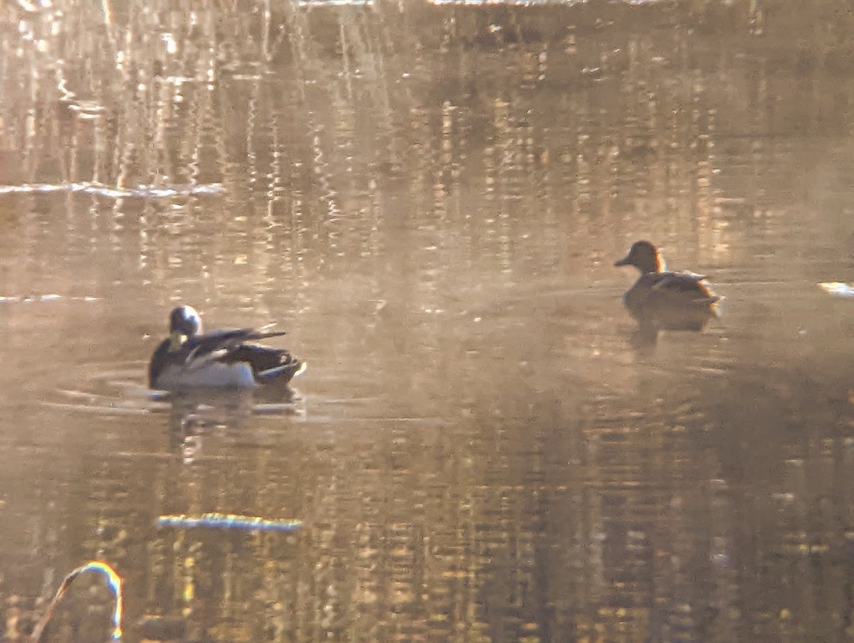 Mallard - ML515240751