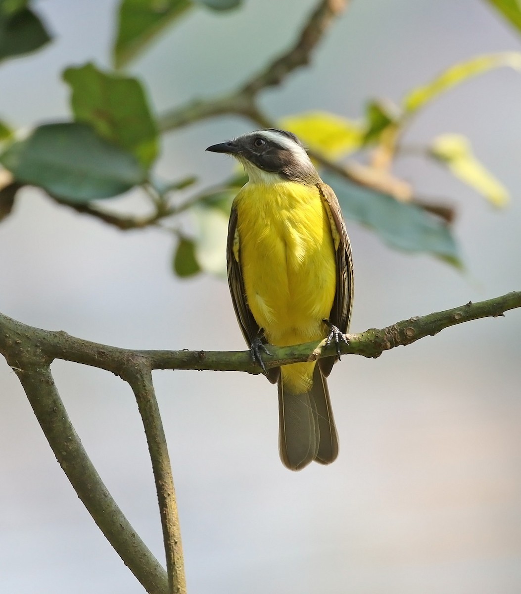 Social Flycatcher - ML515240791