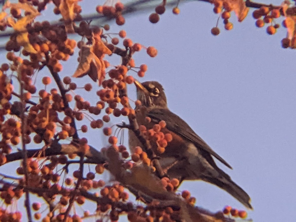 American Robin - ML515240881