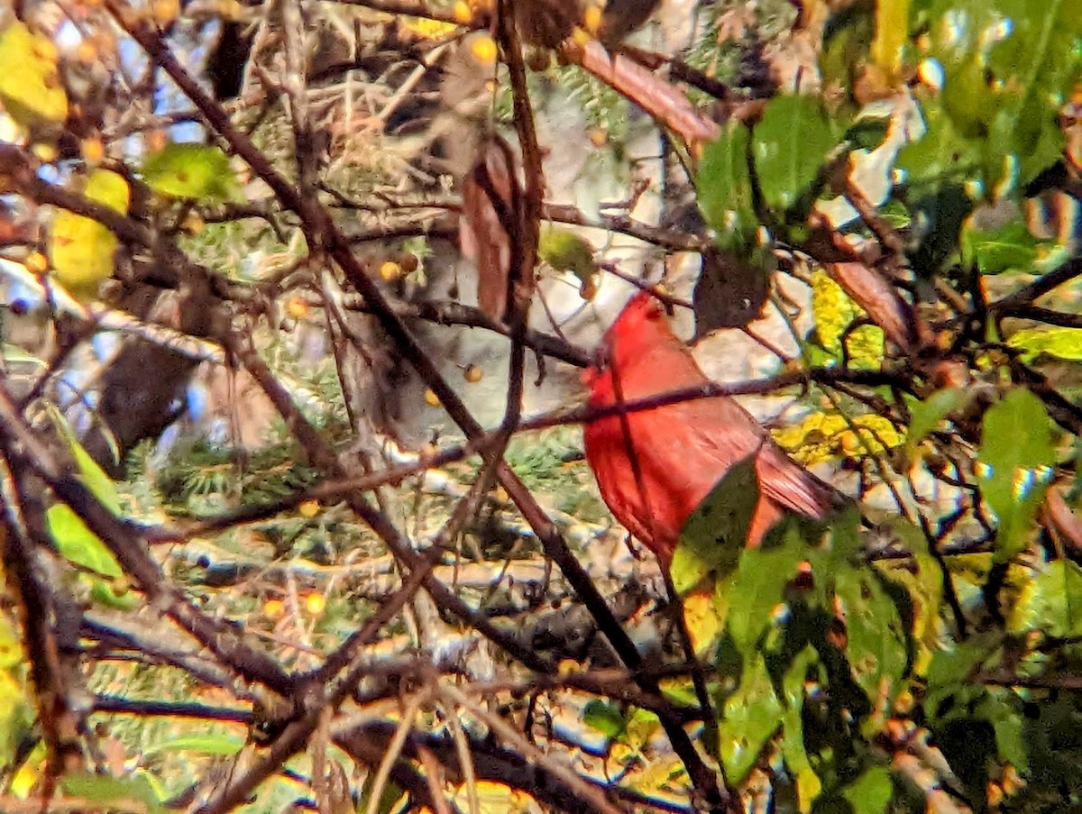 Northern Cardinal - ML515240921