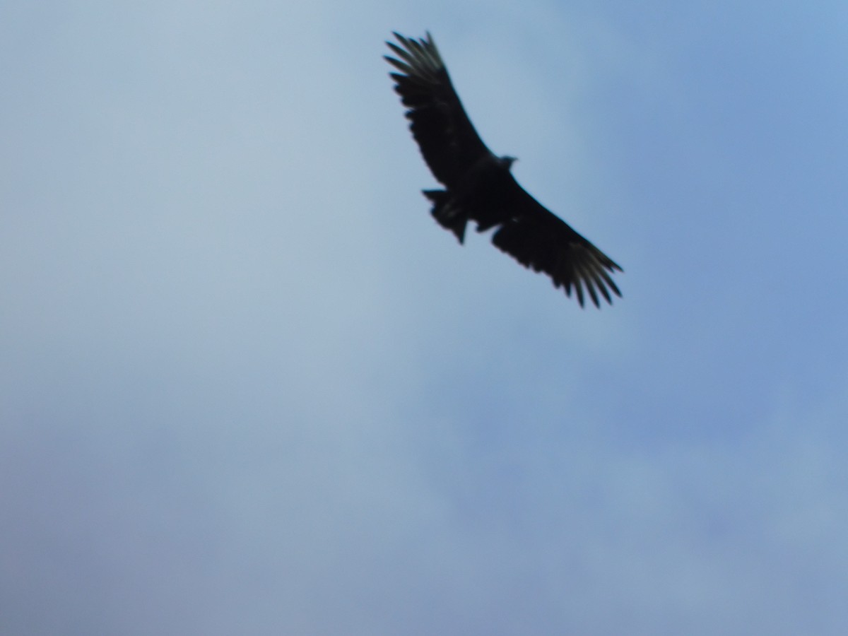 Black Vulture - ML515240941