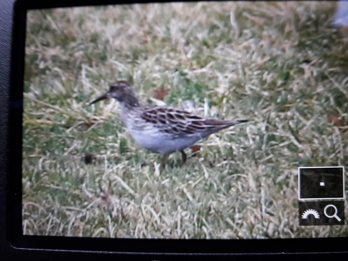 Pectoral Sandpiper - ML51524111