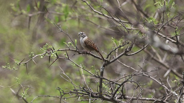 Tumbes Sparrow - ML515241241