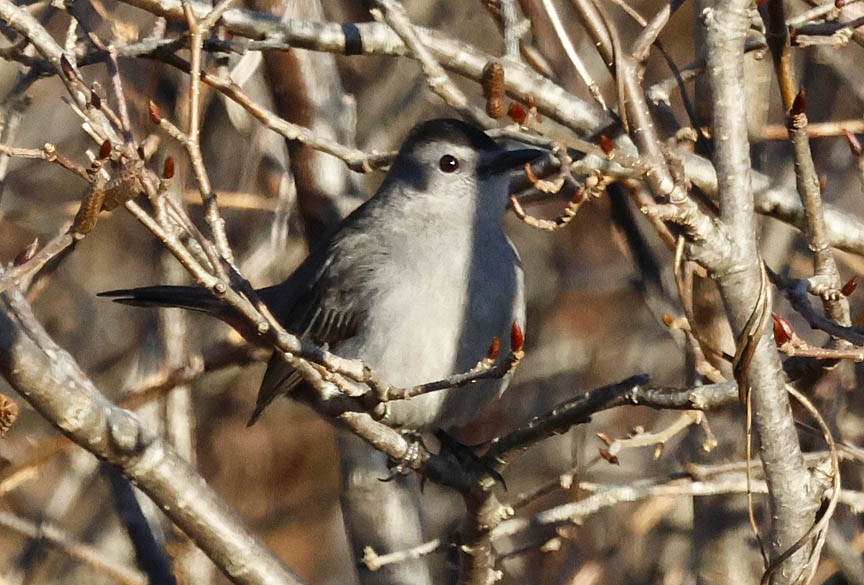 Gray Catbird - ML515242761