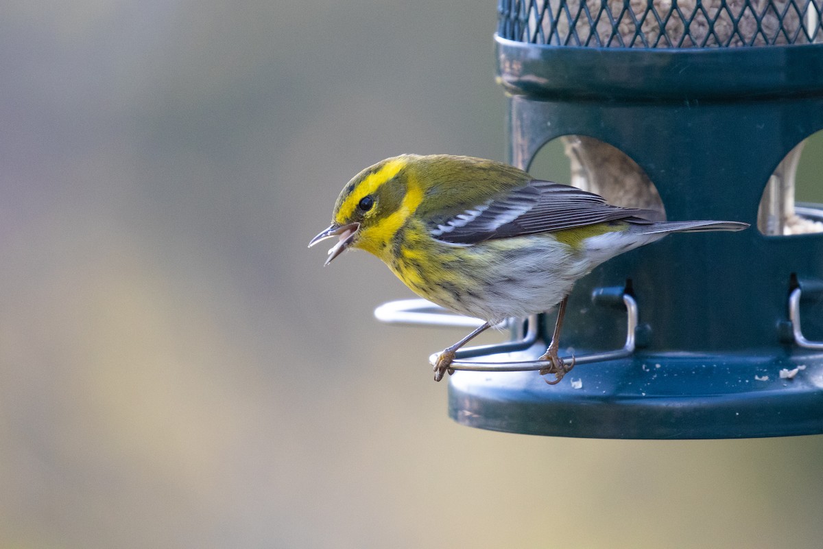 Townsend's Warbler - Vicens Vila