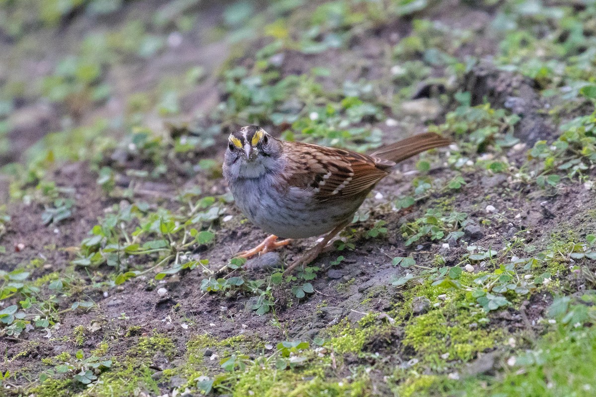 White-throated Sparrow - Vicens Vila