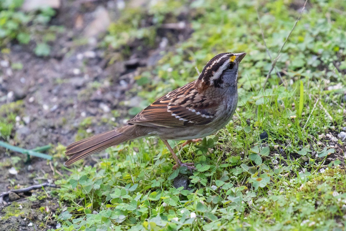 White-throated Sparrow - Vicens Vila