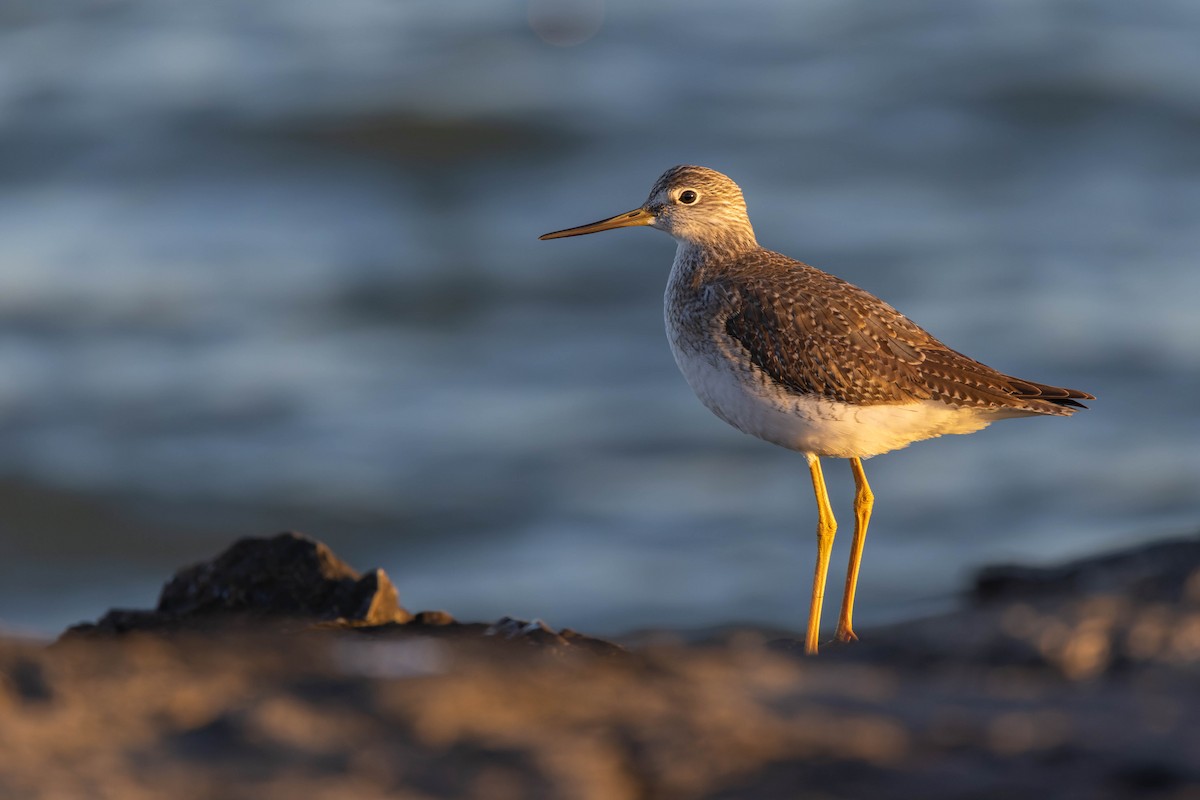 Greater Yellowlegs - ML515243601