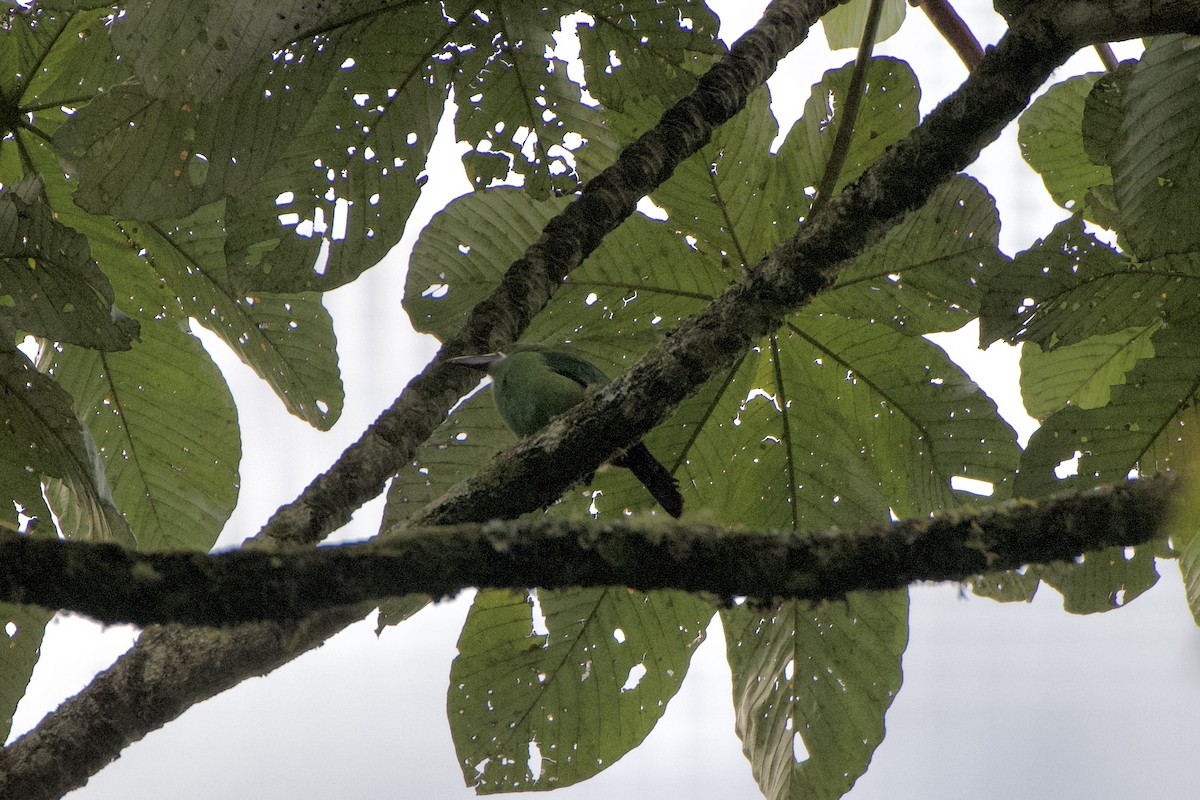arassari bělohrdlý (ssp. griseigularis) - ML515243681