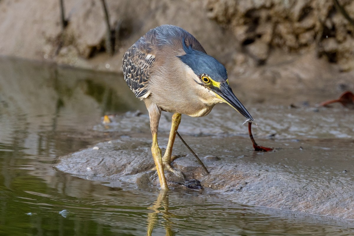 Striated Heron - Dana Cameron