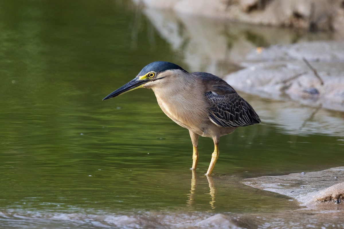 Striated Heron - Dana Cameron