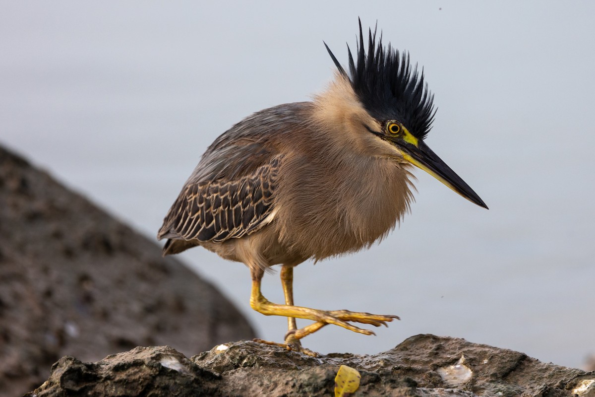 Striated Heron - Dana Cameron