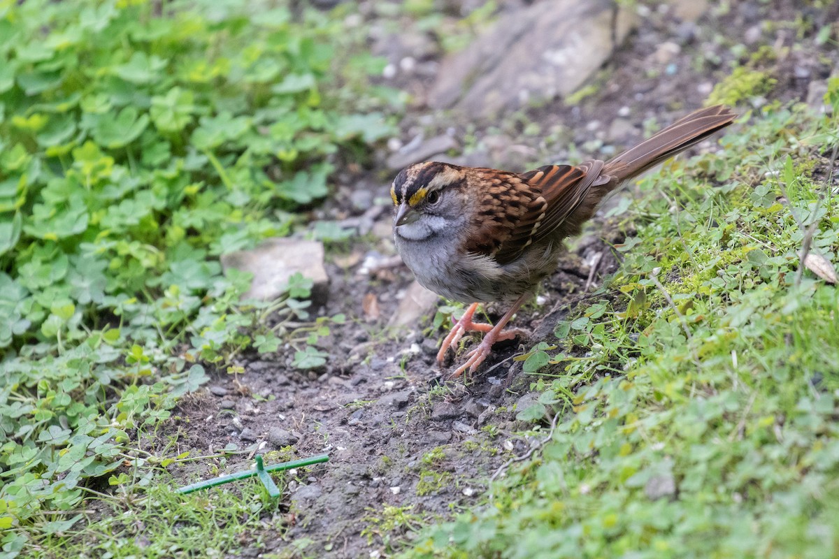 White-throated Sparrow - Vicens Vila