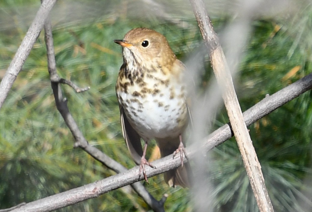 Hermit Thrush - ML515244881