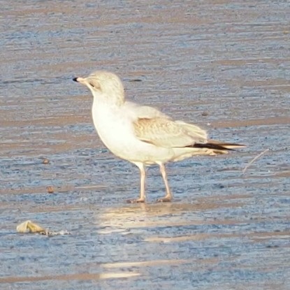 Ring-billed Gull - ML515245291