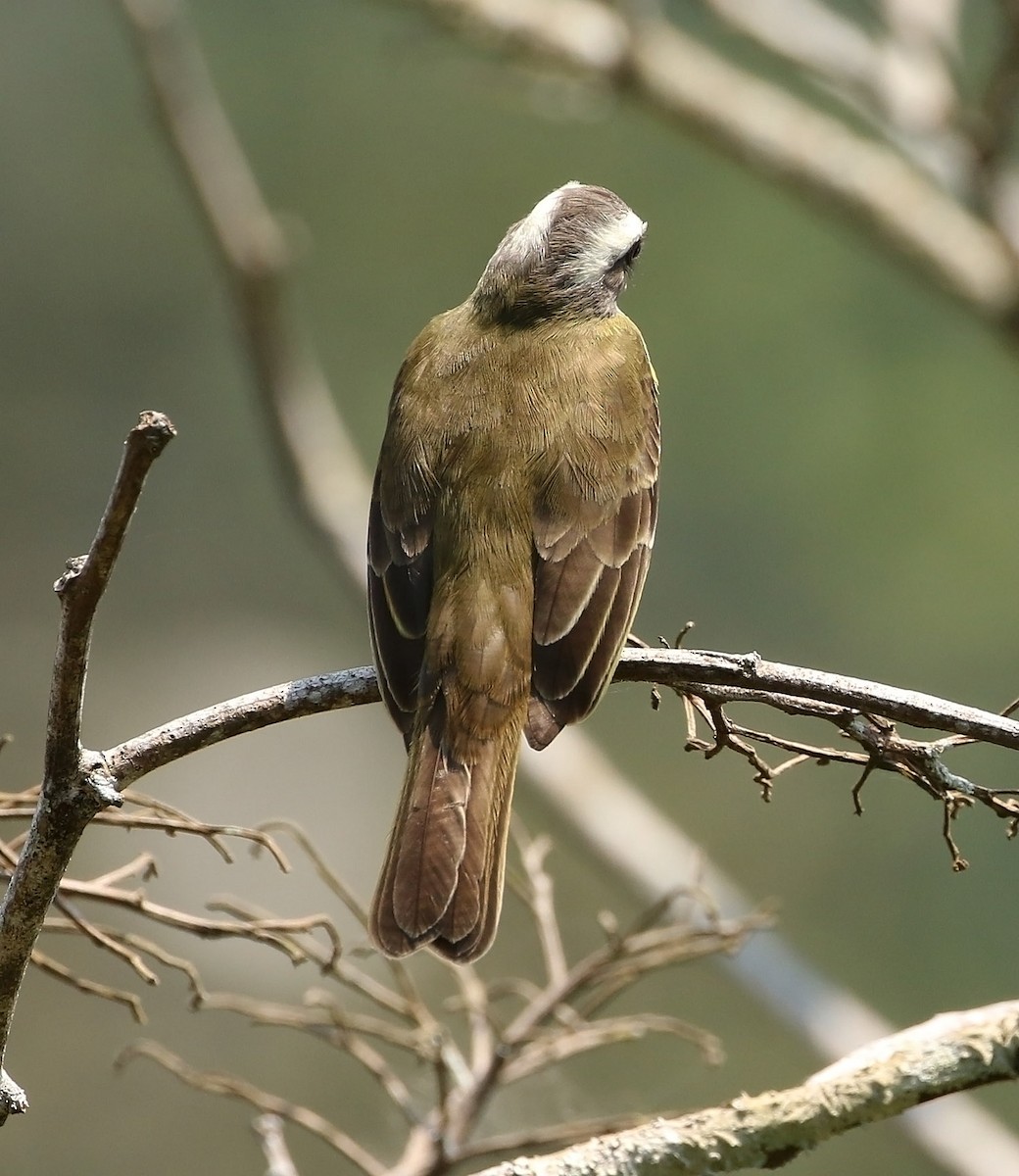 Social Flycatcher - ML515245591