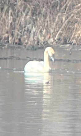 Trumpeter Swan - Brad Wood