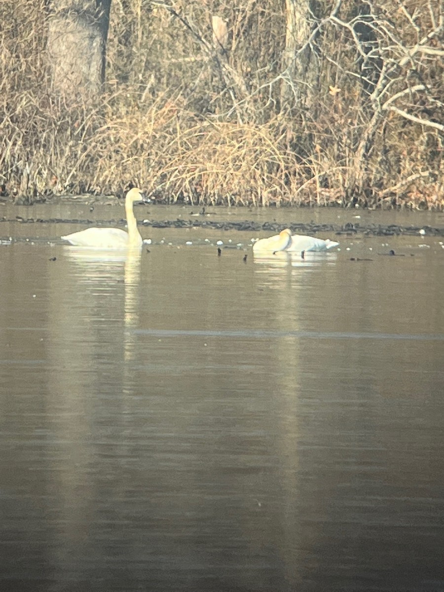 Trumpeter Swan - ML515245931