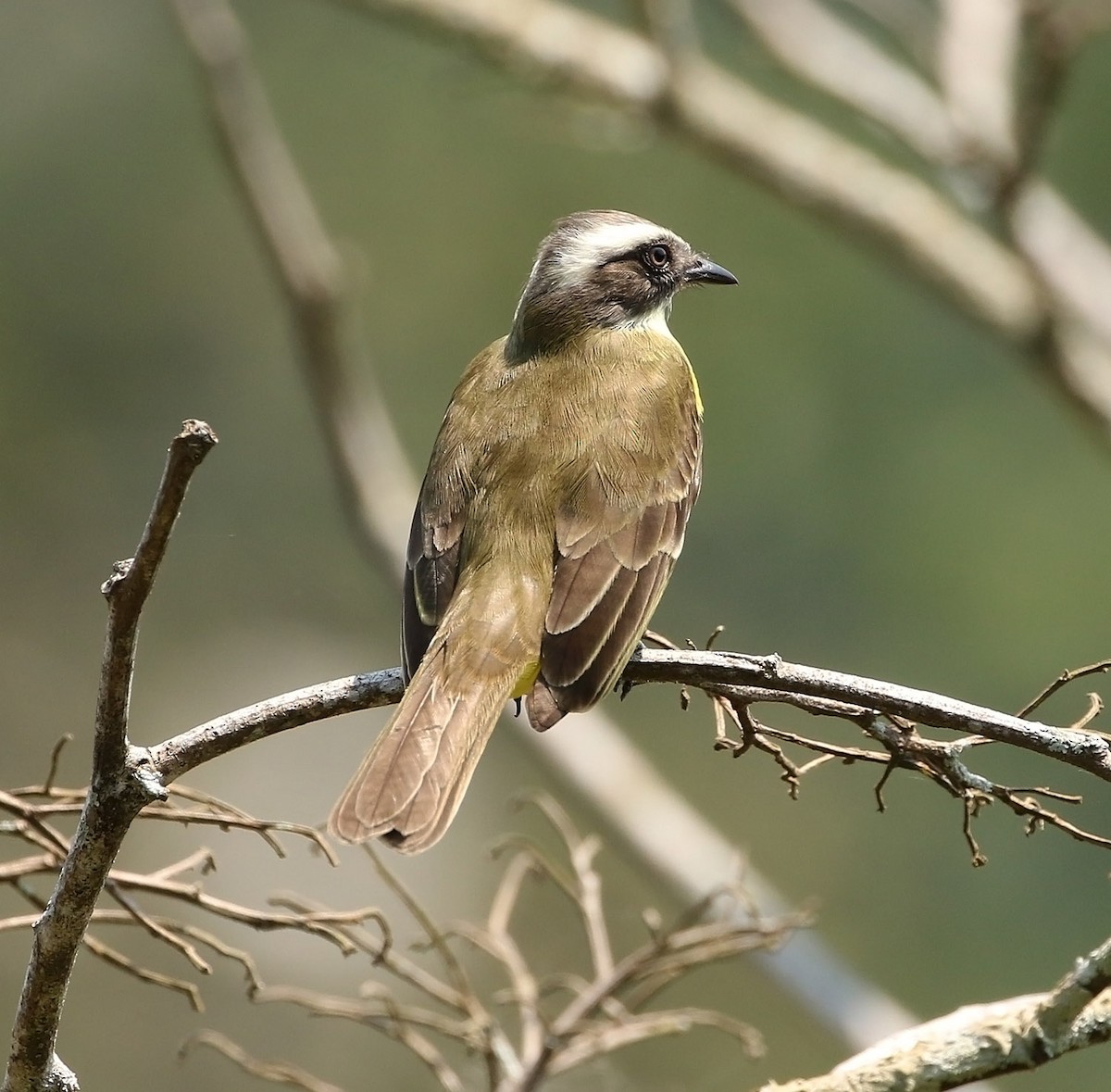 Social Flycatcher - ML515246591