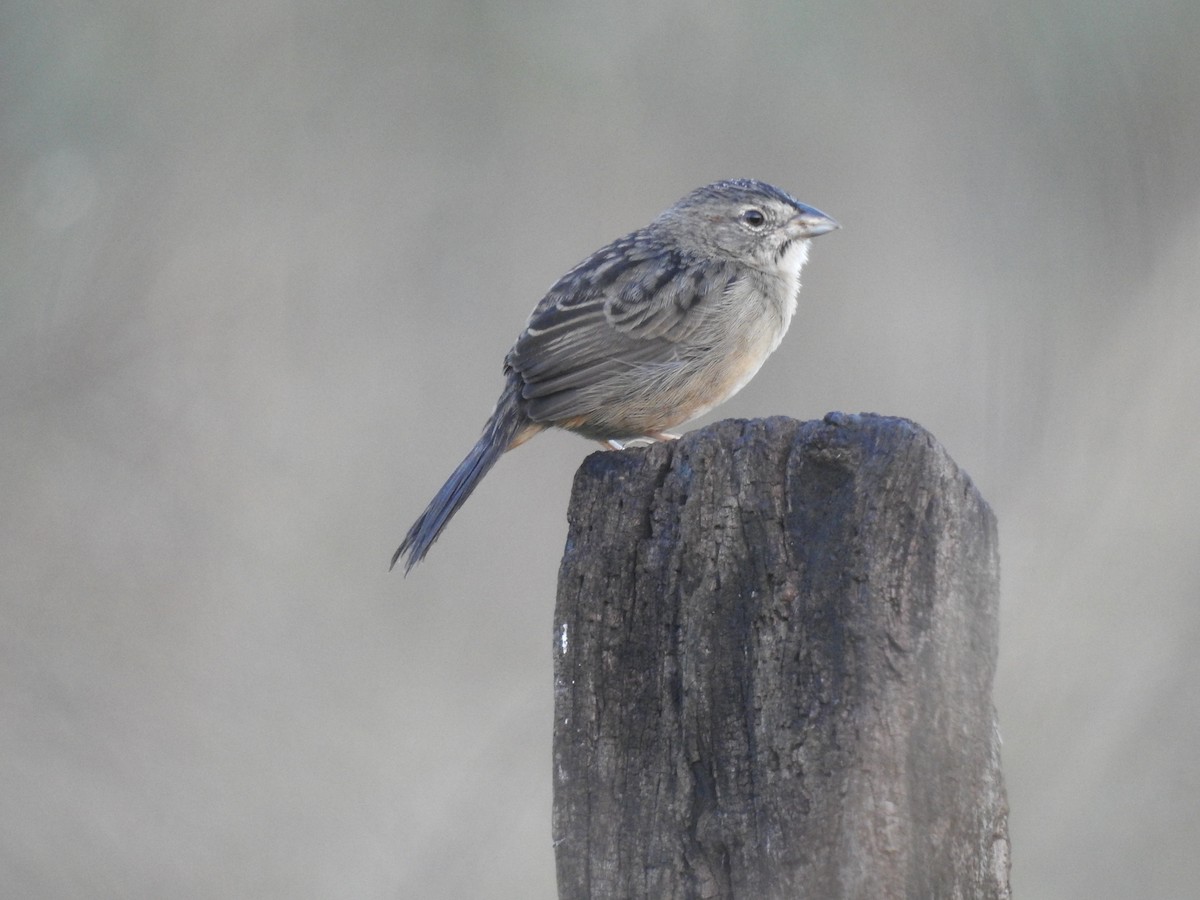 Botteri's Sparrow (Peten) - ML515248981