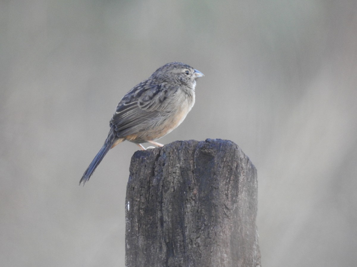 Botteri's Sparrow (Peten) - ML515248991