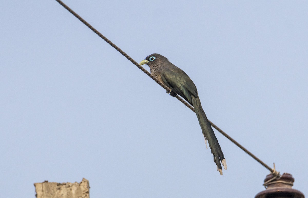 Blue-faced Malkoha - ML515249621