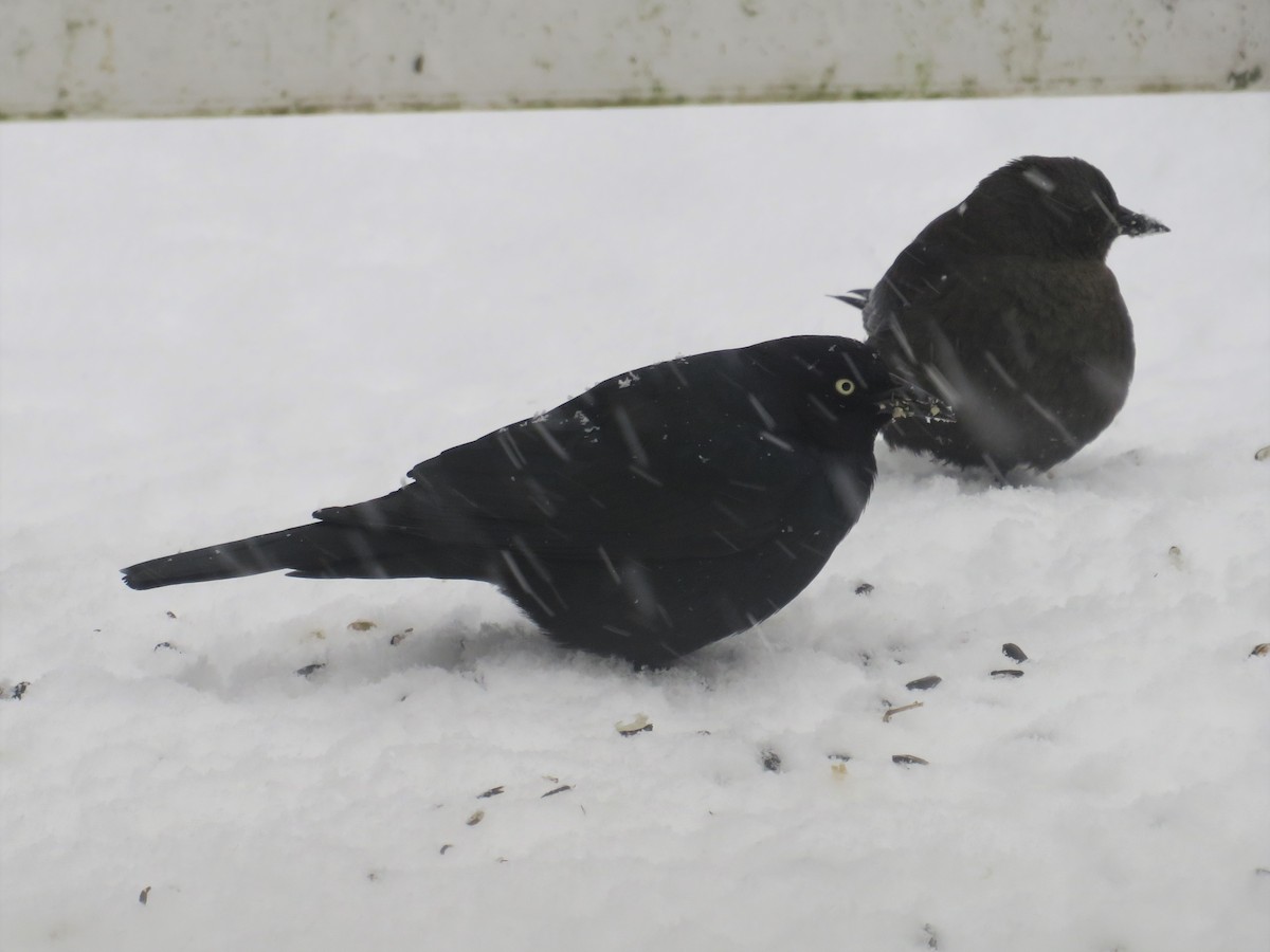 Brewer's Blackbird - ML515249781