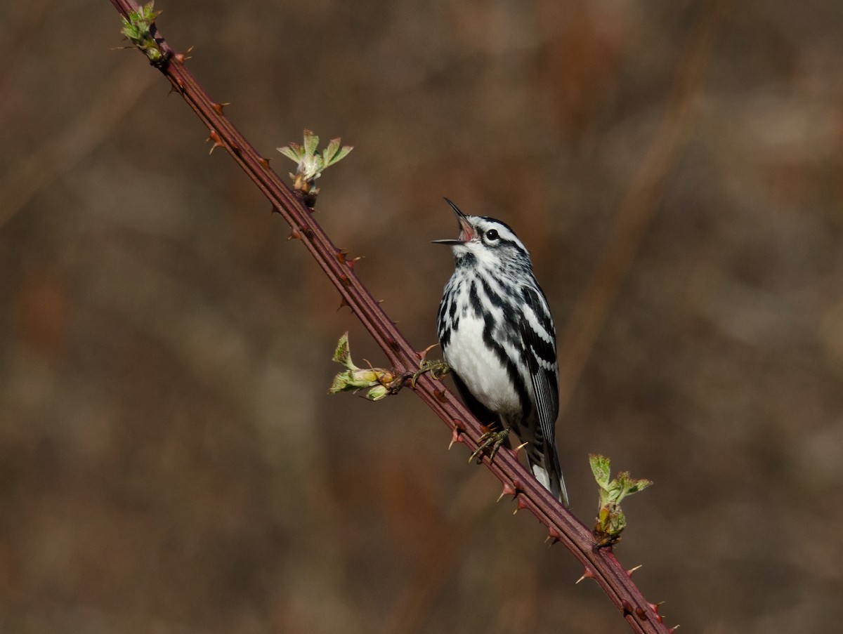 Black-and-white Warbler - Alix d'Entremont