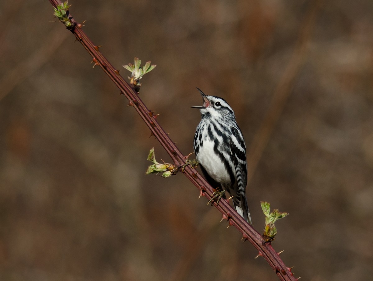 Black-and-white Warbler - ML51525121