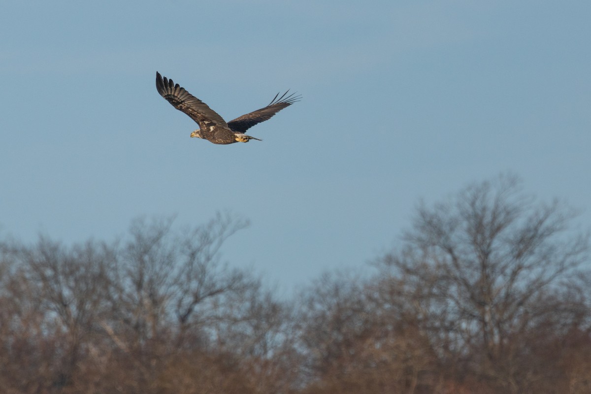 Bald Eagle - ML515251761