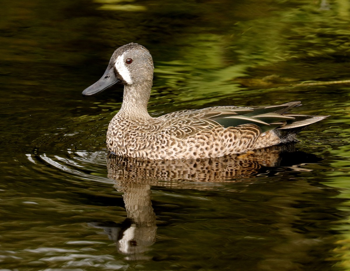 Blue-winged Teal - Linda  Fell