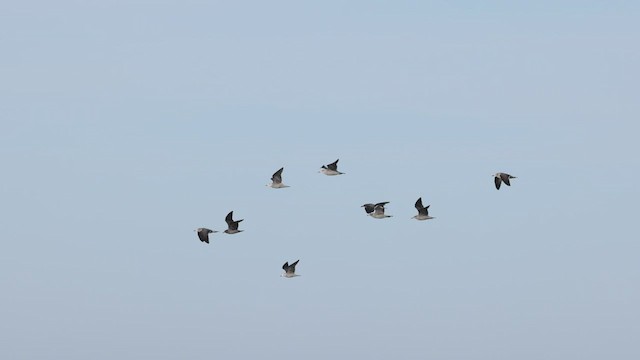 Gaviota Mexicana - ML515252101