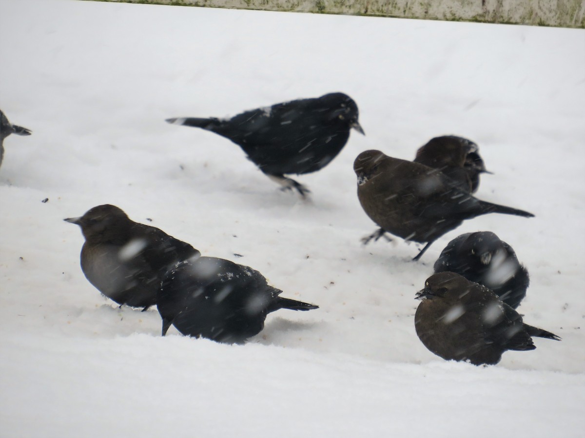 Brewer's Blackbird - ML515252621