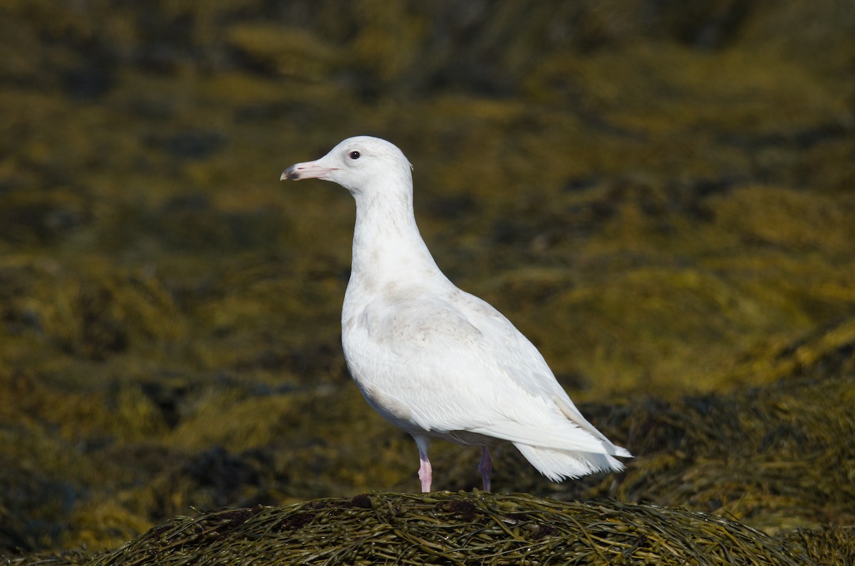 Glaucous Gull - ML51525291