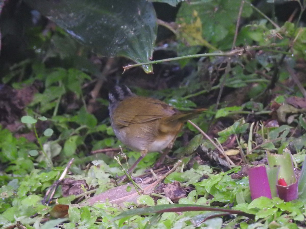 Green-backed Sparrow - ML515252971