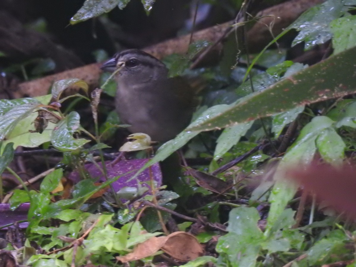 Green-backed Sparrow - ML515252981