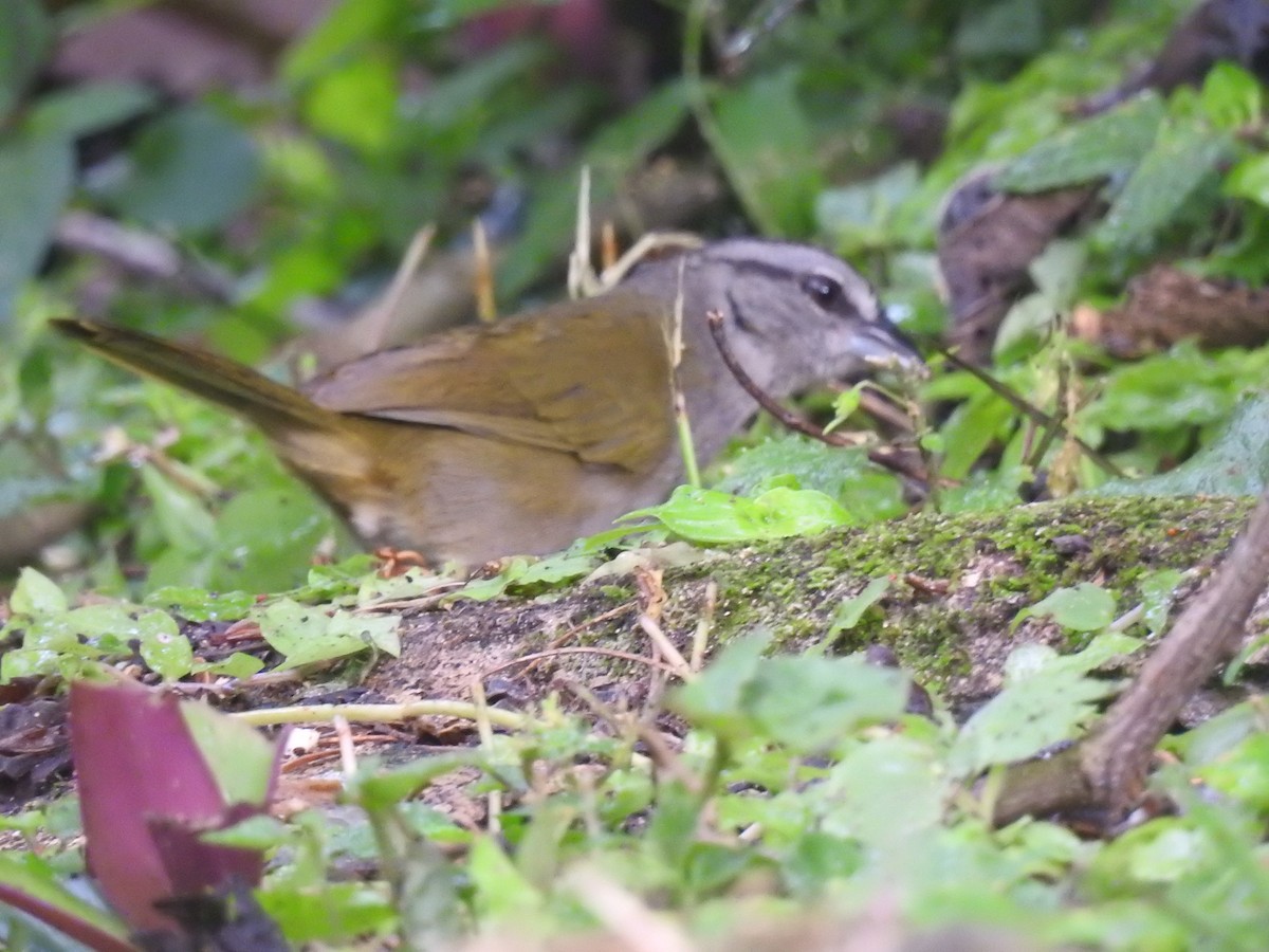 Green-backed Sparrow - ML515252991