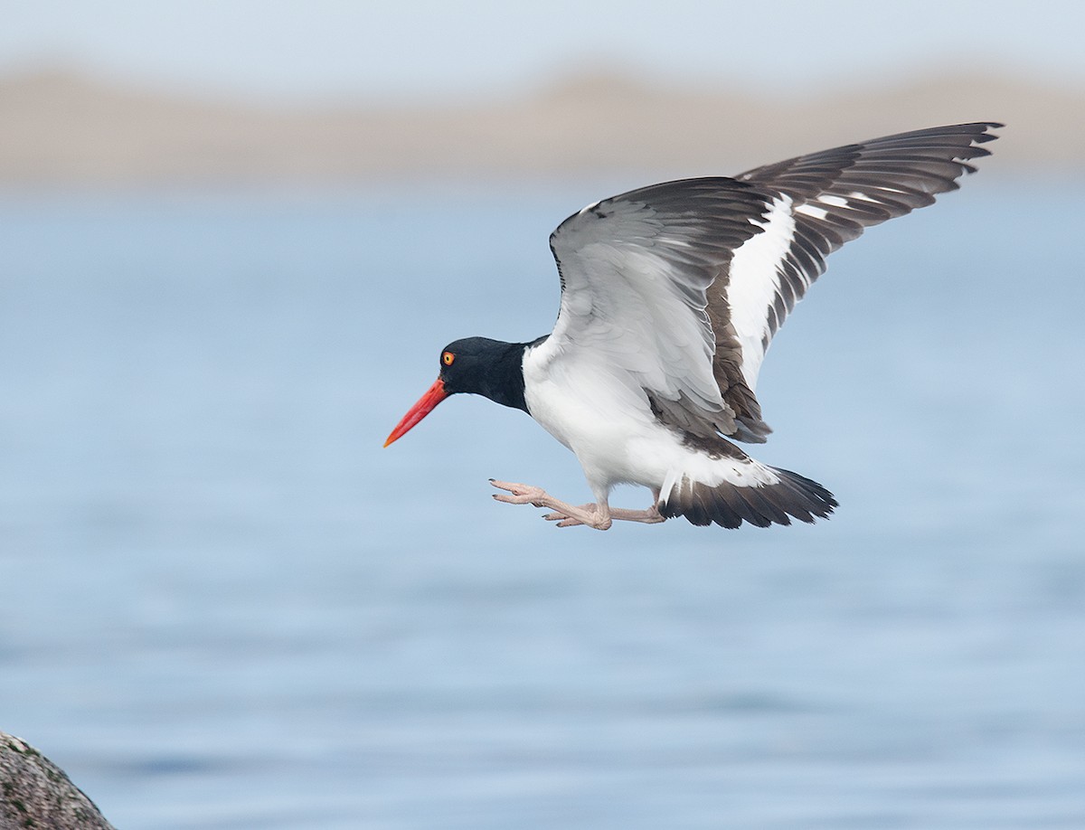 American Oystercatcher - ML51525321