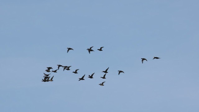 Surf Scoter - ML515253531