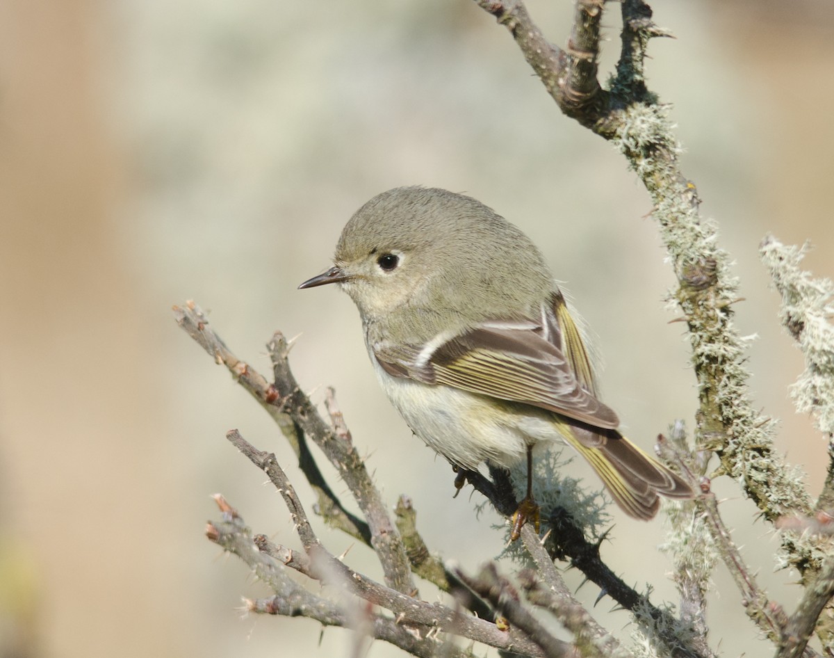 Ruby-crowned Kinglet - ML51525361