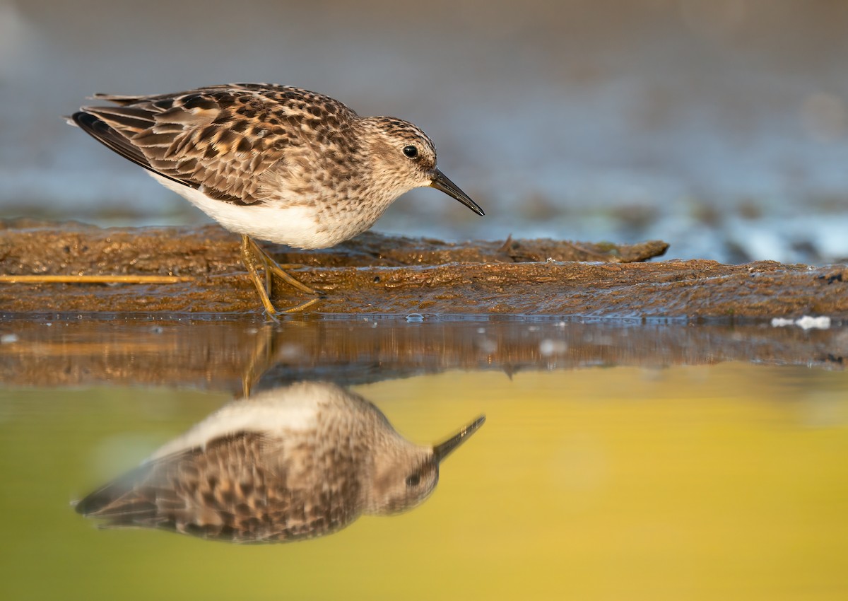 pygmésnipe - ML515254131