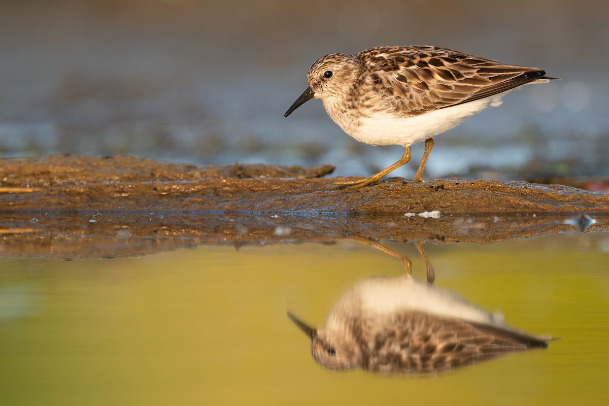 pygmésnipe - ML515254191