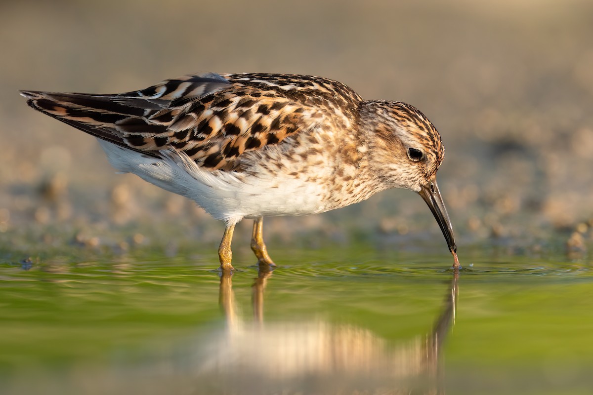 pygmésnipe - ML515254341