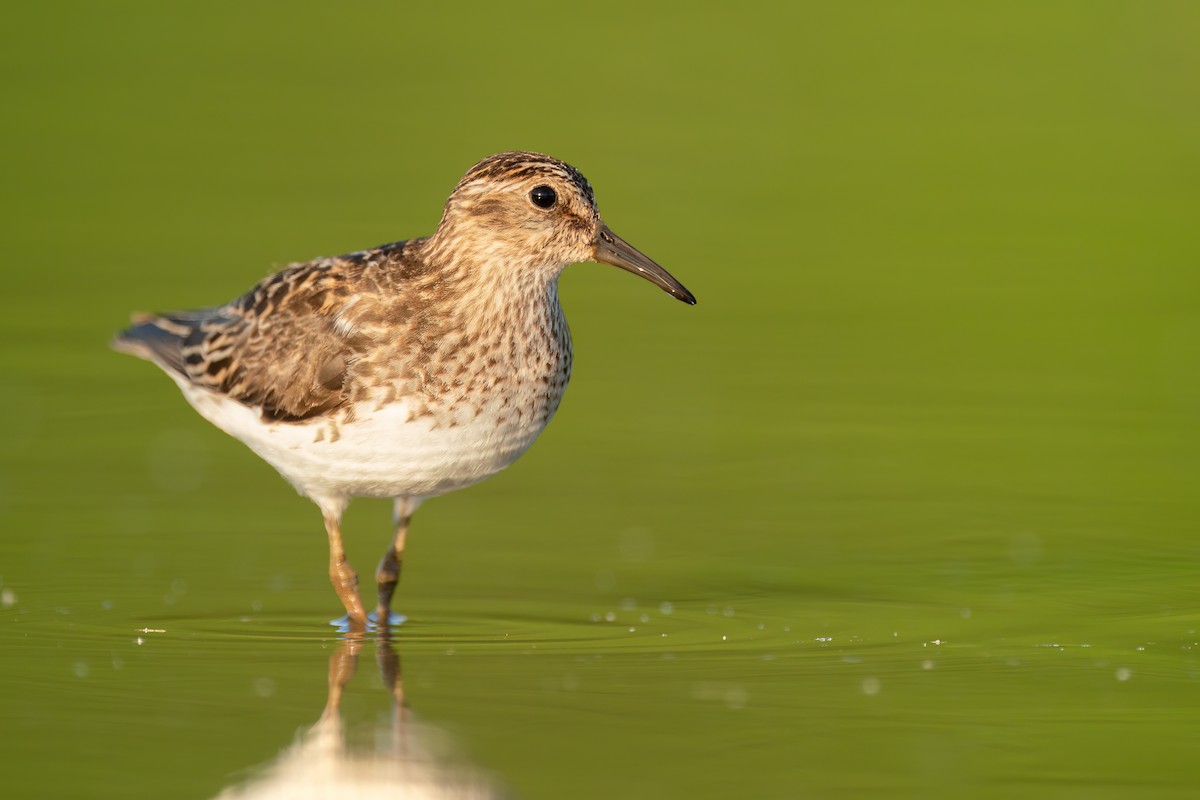 pygmésnipe - ML515254371