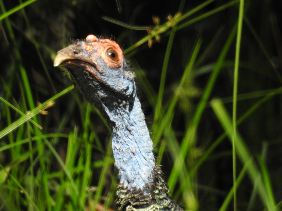 Ocellated Turkey - ML515255061