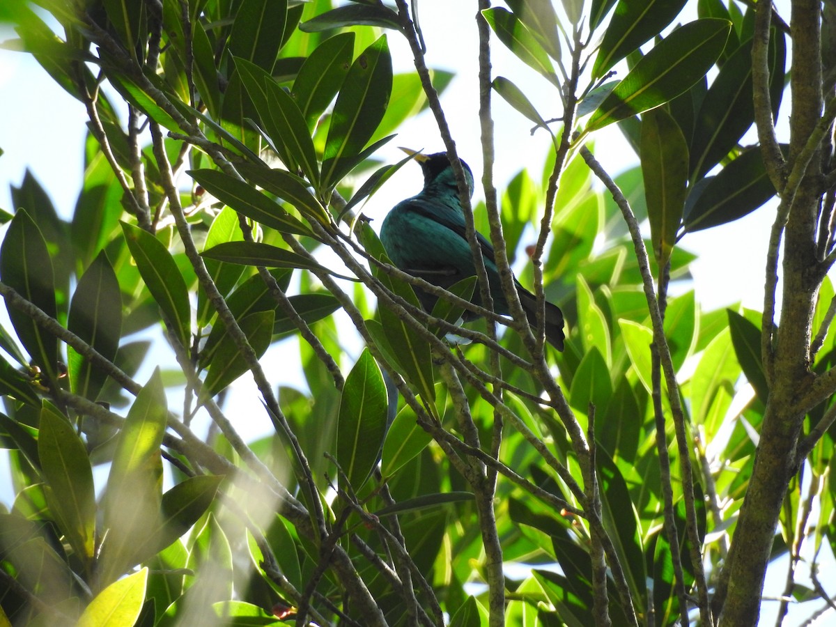 Green Honeycreeper - ML515255321