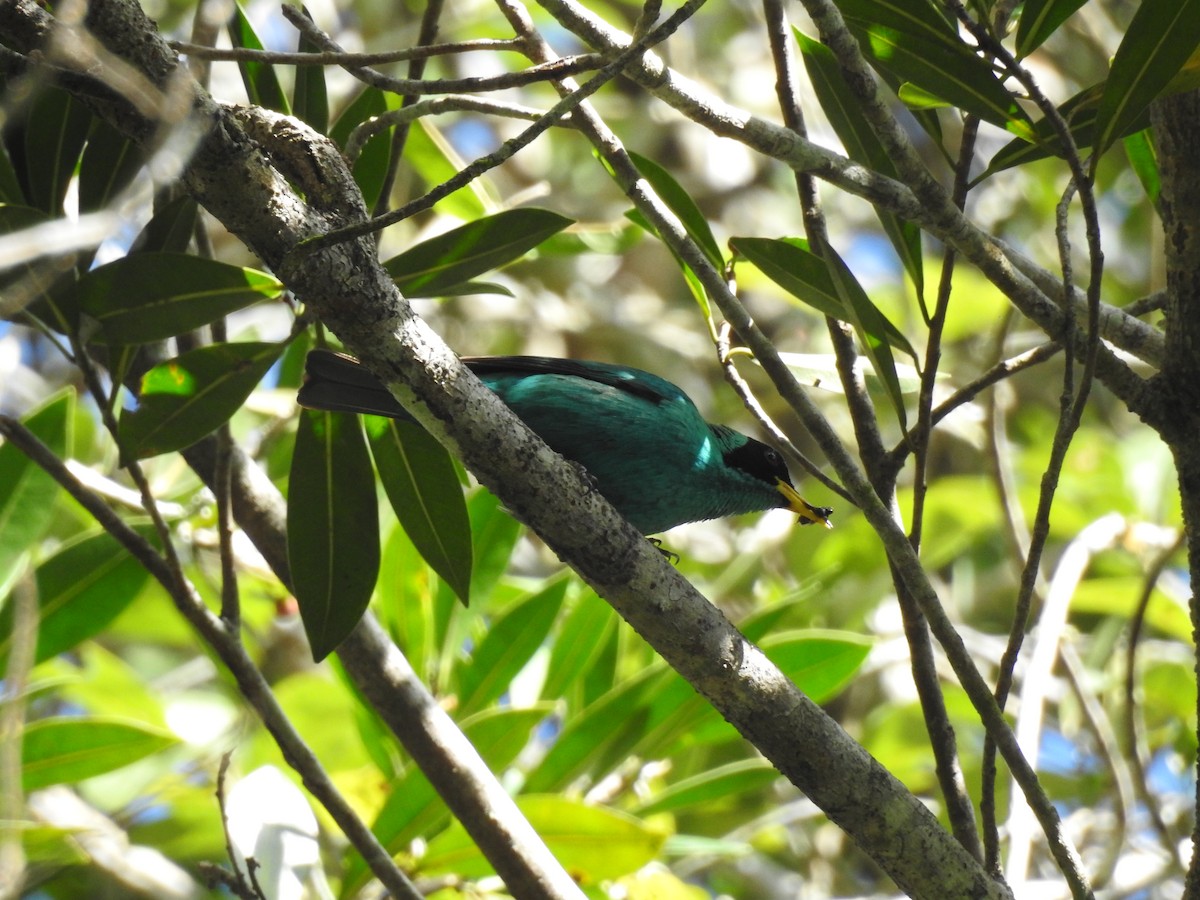 Green Honeycreeper - ML515255331